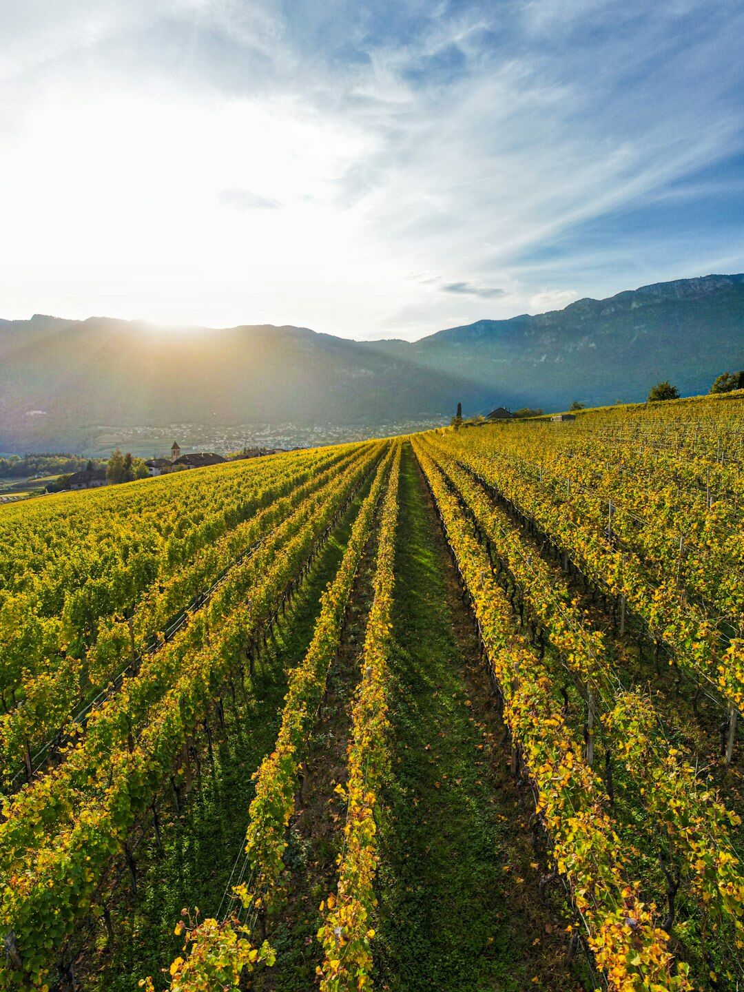 Vineyard rows at a boutique winery in Garzon Uruguay